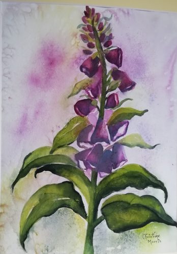 watercolour and graphitint, Foxglove.
